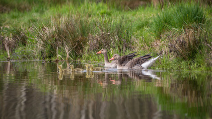 Geese family