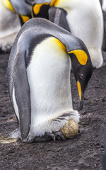 King Penguin incubating egg on feet © Roger