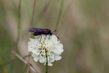 Butterfly eats sitting on a white flower