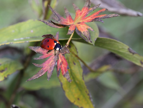 Ladybug on the autumn leaves of a plant