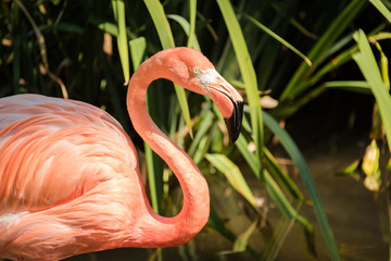 Obraz premium Closeup shot of flamingo at a zoo