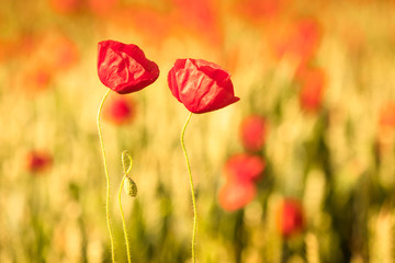 Fototapeta premium poppy field