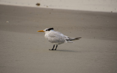 Resting Bird