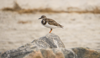 Bird On A Rock