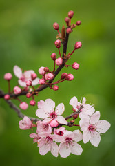 Fototapeta na wymiar spring blossom