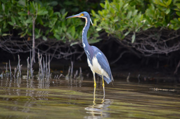 Blue Heron