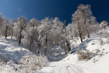 Fototapeta premium Winter in Derazno, Golestan, Iran
