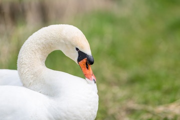 Fototapeta premium Swan portrait