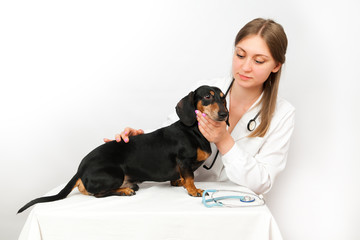 dachshund dog examination by a veterinary doctor