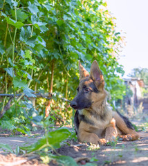 German shepherd puppy posing in a vineyard.