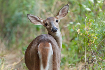 Whitetailed Doe in Woods