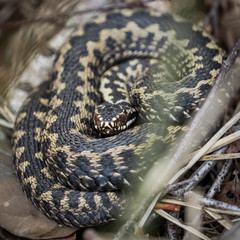 adder