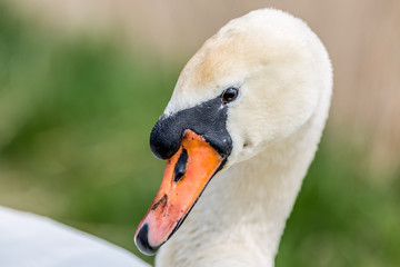 Swan portrait