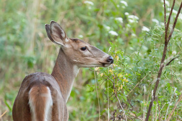 Whitetailed Doe in Woods