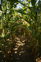 summer  - tunnel inside of a corn field 