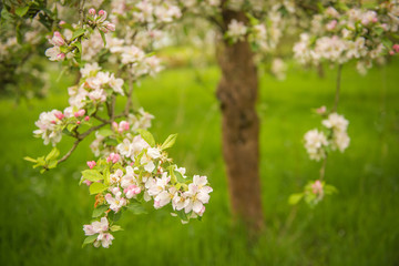 Obraz premium apple orchard