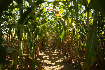 summer  - inside of a corn field 