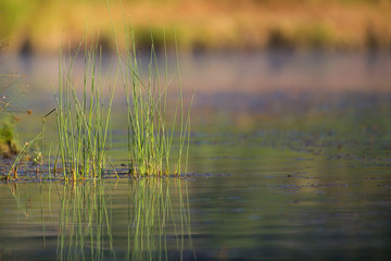 Reeds in Pond
