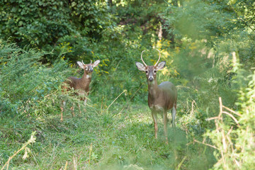 Whitetailed Bucks
