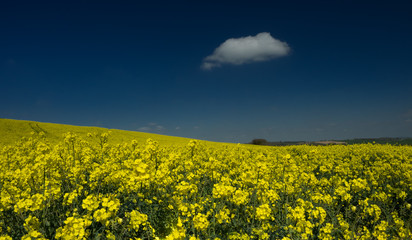 Fototapeta premium yellow field
