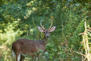 Obraz premium Whitetailed Buck