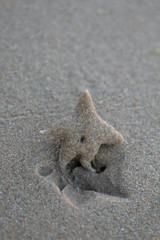Star Fish in Sand