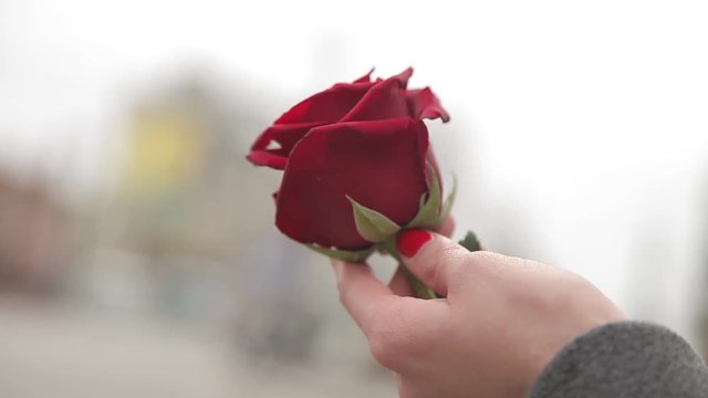 the hand of a girl holding a lone red rose