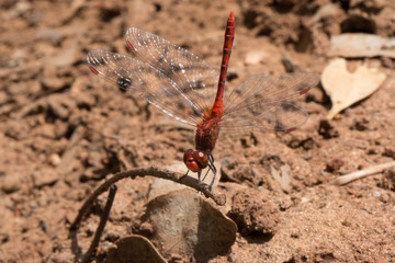 Red Dragonfly