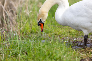 Swan drinking