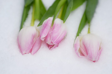 Tulpen in sneeuw © Anita