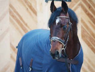 Naklejka premium portrait of horse in horse-cover