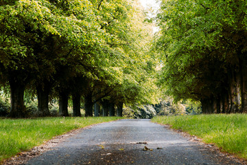 Path going through the trees in an english wood