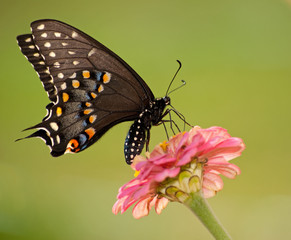Female Black Swallowtail butterfly feeding on pink flower against bright green background