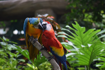 Macaw Parrots Grooming Each Other