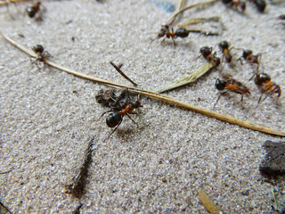 Colony of ants