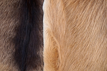 Close Up of cow's skinned  genuine natural brown fur