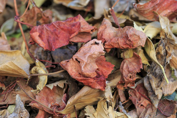 Red dead leaves. Autumn background