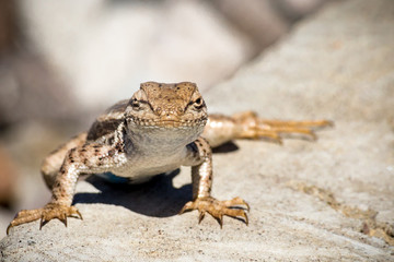 Lizard