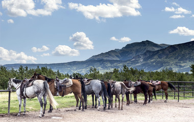 Fototapeta na wymiar horizontal image of a row of horses tied to a fence with beautiful mountains in the background under a blue sky in the summer time.