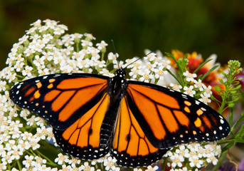 Danaus plexippus, Monarch butterfly, on a white Yarrow flower in spring