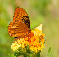 Obraz premium Speyeria diana, Diana butterly on Asclepias tuberosa flower