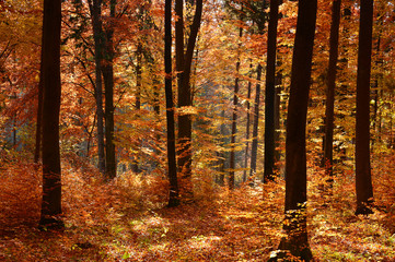 Autumn forest