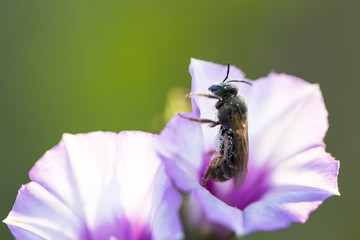 honeybee