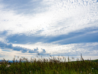 Obraz premium ヒゴタイ公園