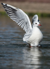 Black-headed Gull, Chroicocephalus ridibundus