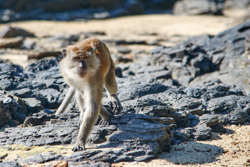 monkey goes to the beach on a wild island