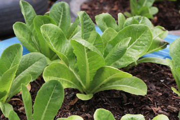 Growth green Cos lettuce informal farm, in the recycle wheel