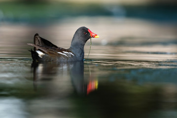 Common Moorhen, Moorhen, Gallinula chloropus
