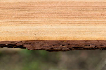 Cross section of a pine trunk, bark