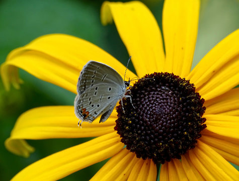 eastern tailed blue butterfly on a black eyed susan flower
